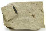 Eocene Fossil Cricket and Mimosite Leaf - Green River Formation #368756-1